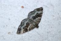 Epirrhoe alternata