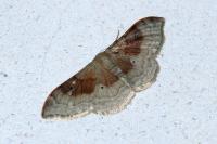 Idaea degeneraria