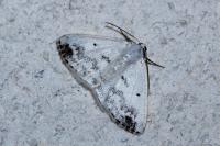 Lomographa temerata