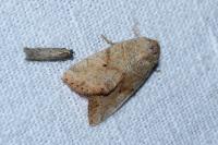 Cosmia trapezina