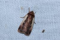 Ochropleura plecta