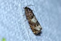 Epiblema scutulana
