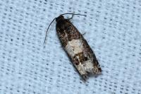 Epiblema scutulana