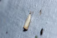 Chrysoteuchia culmella