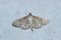 Patania ruralis