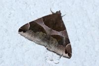 Dysgonia algira
