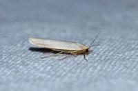 Eilema caniola