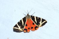 Euplagia quadripunctaria