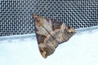 Hypena obsitalis