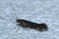 Aproaerema anthyllidella