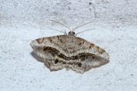 Chiasmia aestimaria