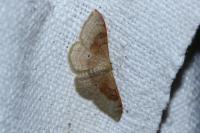 Idaea degeneraria