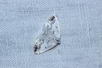 Lomographa temerata