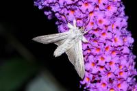 Cucullia umbratica