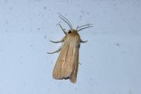 Mythimna pallens