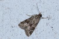 Hellula undalis