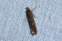 Helcystogramma triannulella
