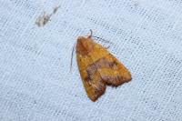 Atethmia centrago