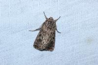 Tholera decimalis
