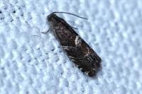 Cydia coniferana