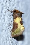 Diachrysia chrysitis/stenochrysis