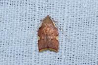 Carcina quercana