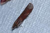 Acrobasis bithynella
