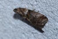 Acrobasis consociella