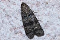 Dioryctria simplicella