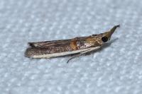 Etiella zinckenella