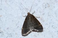 Hypsopygia glaucinalis