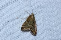 Loxostege sticticalis