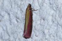 Oncocera semirubella