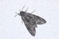 Agrius convolvuli