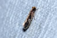 Monopis crocicapitella