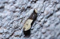 Trichophaga tapetzella