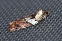 Acleris variegana