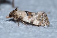 Cochylis molliculana