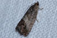Cydia splendana