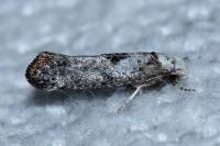 Paraswammerdamia albicapitella