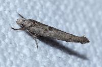 Zelleria oleastrella