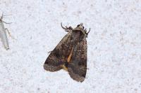 Noctua pronuba
