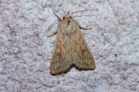 Mythimna vitellina