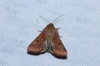 Helicoverpa armigera