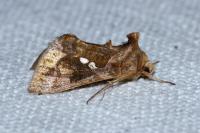 Chrysodeixis chalcites