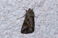 Autographa gamma