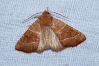 Atethmia centrago