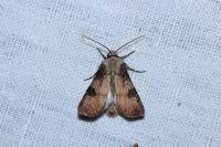 Agrotis puta