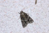 Acronicta rumicis