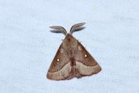 Lasiocampa trifolii